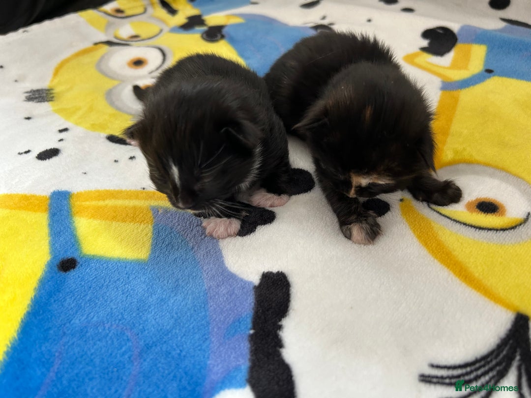 British Shorthair cats for sale: Kitten ready to leave 14th October  - Image 4