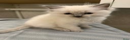 Ragdoll cats for sale: GCCF registered Pedigree Ragdoll kittens - Advert 11
