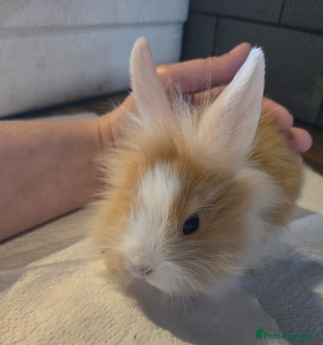 Lionhead rabbits for sale: 8 week old lionhead rabbit for new homes  - Image 6