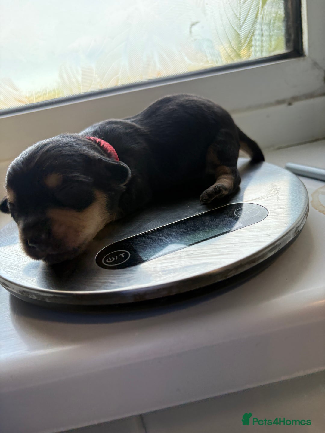 Mixed Breed dogs for sale: Doxie poo puppies - Image 26