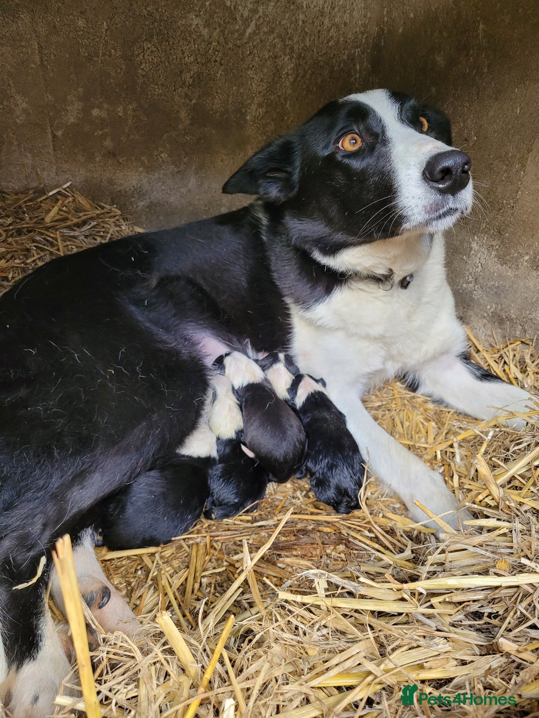 Border Collie dogs for sale: Male Sheepdog pup - working home only - Advert 4