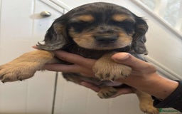Cocker Spaniel dogs for sale: Fully Show type kc parents DNA tested all clear  - Image 13