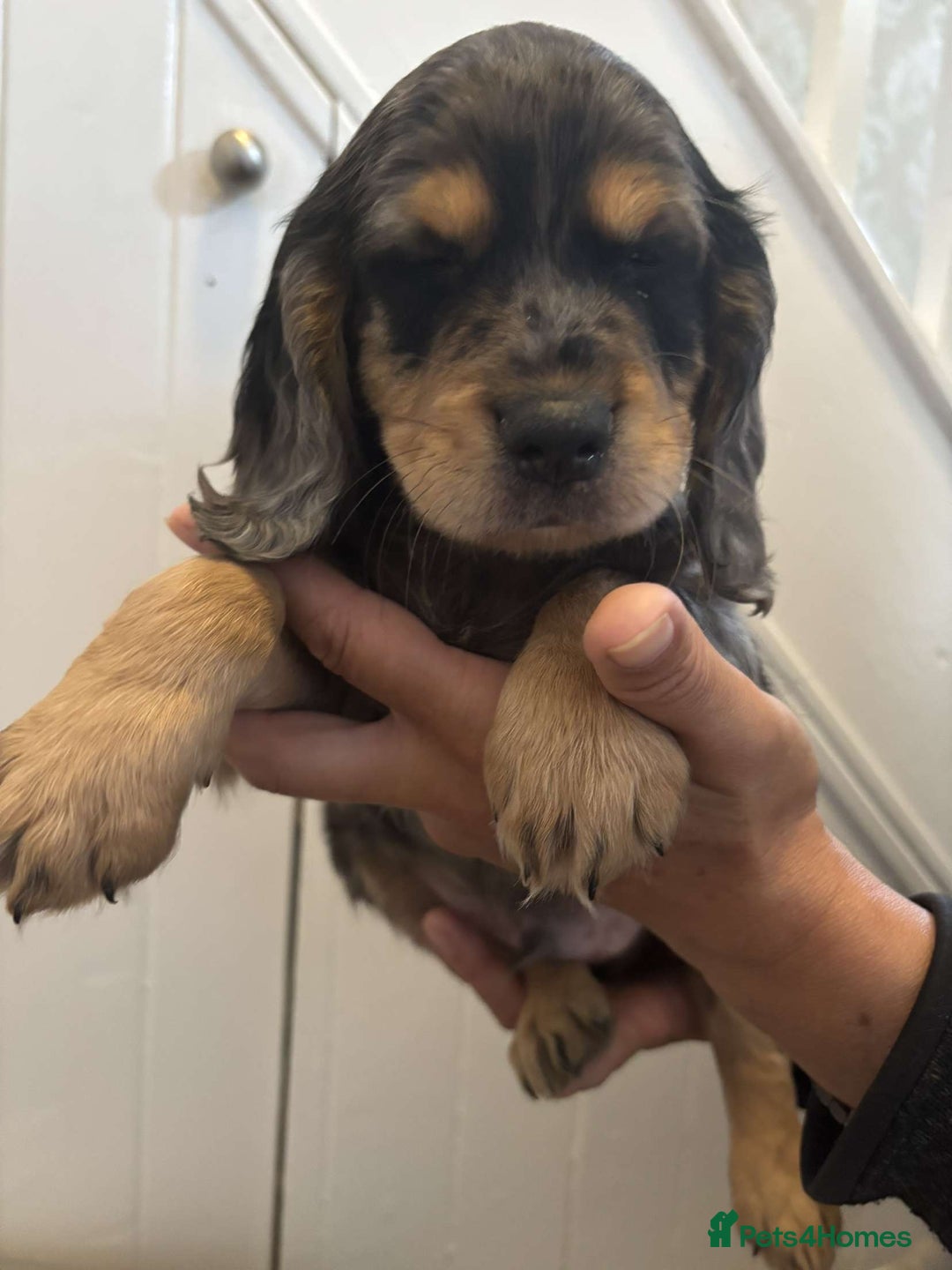 Cocker Spaniel dogs for sale: Fully Show type kc parents DNA tested all clear  - Image 13