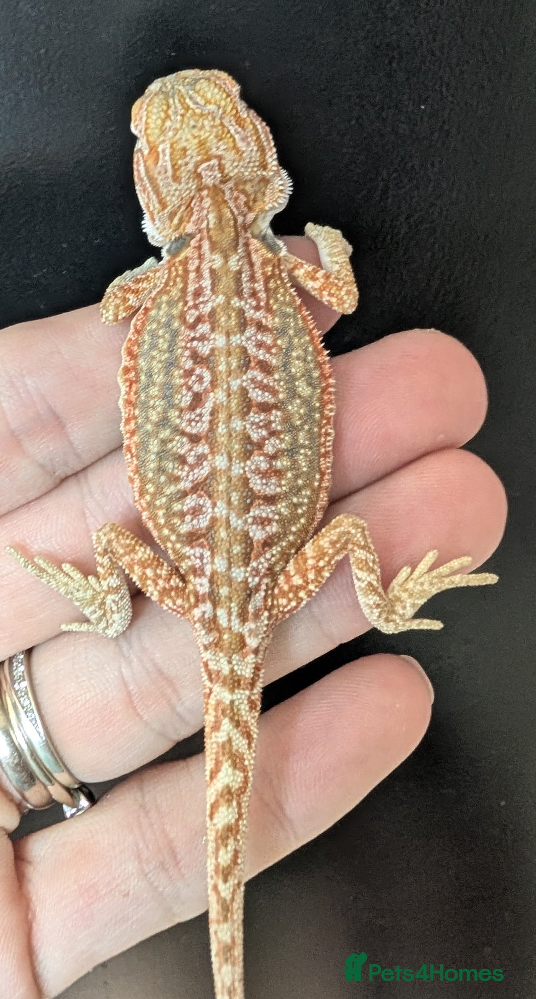 Bearded Dragon reptiles for sale: Leather back bearded dragon babies. Ready now - Image 4