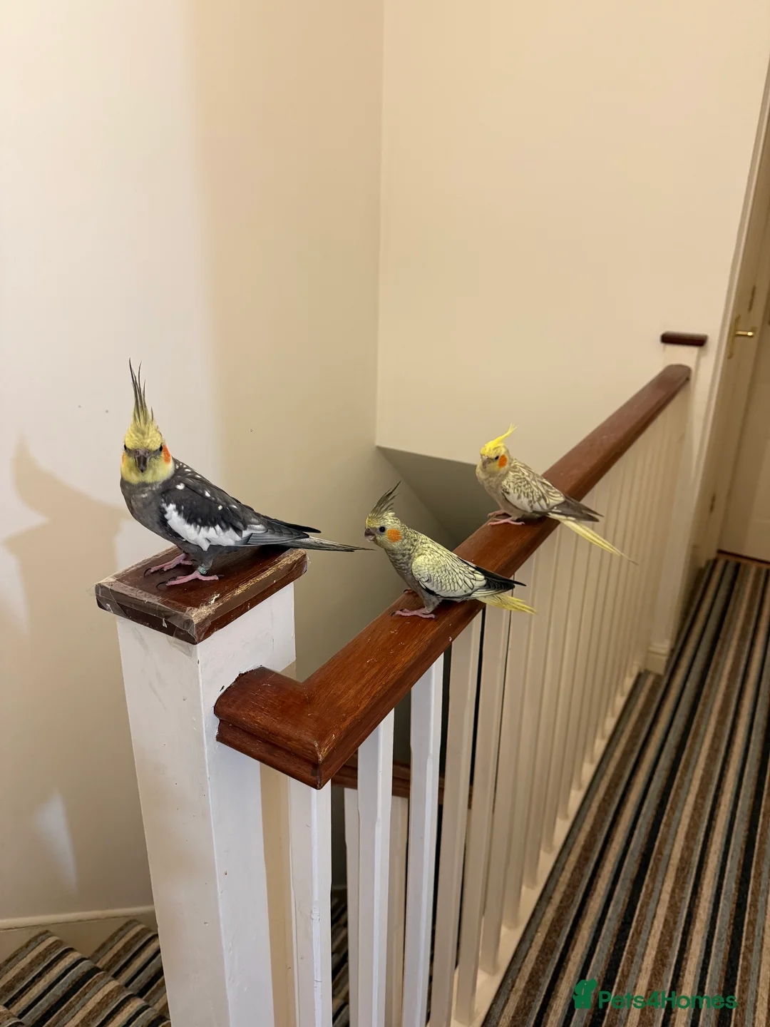 Cockatiels birds for sale: Handtame Cockatiel Daughter for Loving Home - Advert 6