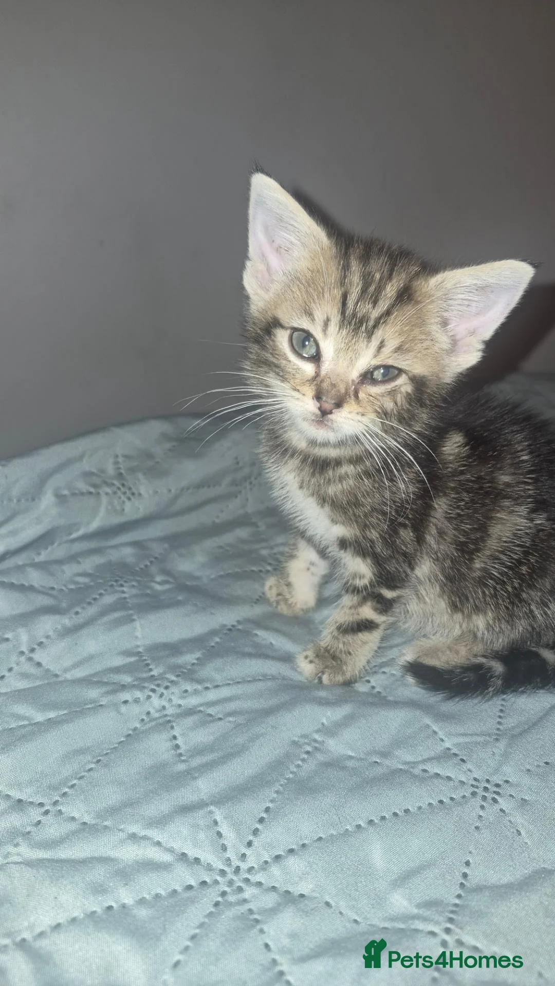 Mixed Breed cats for sale: Lil man - Advert 2