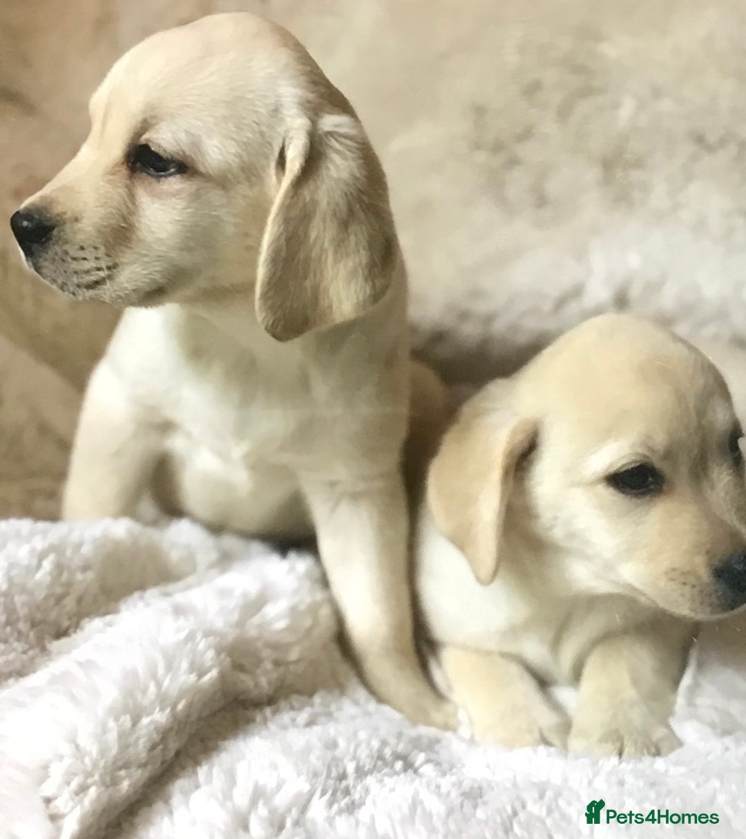 Labrador Retriever dogs for sale: Golden Labrador pups Ready Now - Image 5
