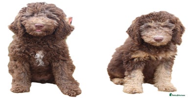 Labradoodle dogs - Advert 20