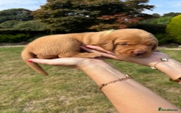 Labrador Retriever dogs for sale: ❤️ 🐾 KC registered Fox Red Labrador Pups, Angus - Image 10