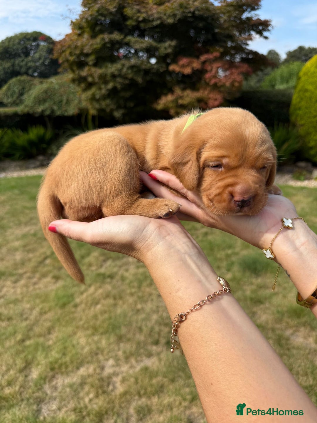 Labrador Retriever dogs for sale: ❤️ 🐾 KC registered Fox Red Labrador Pups, Angus - Image 10