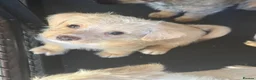 Jackapoo dogs for sale: Beautiful litter of f1 jackapoo puppies  - Advert 29