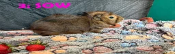 Guinea Pig rodents for sale: Various Guinea Pigs - Ready Now - Advert 5