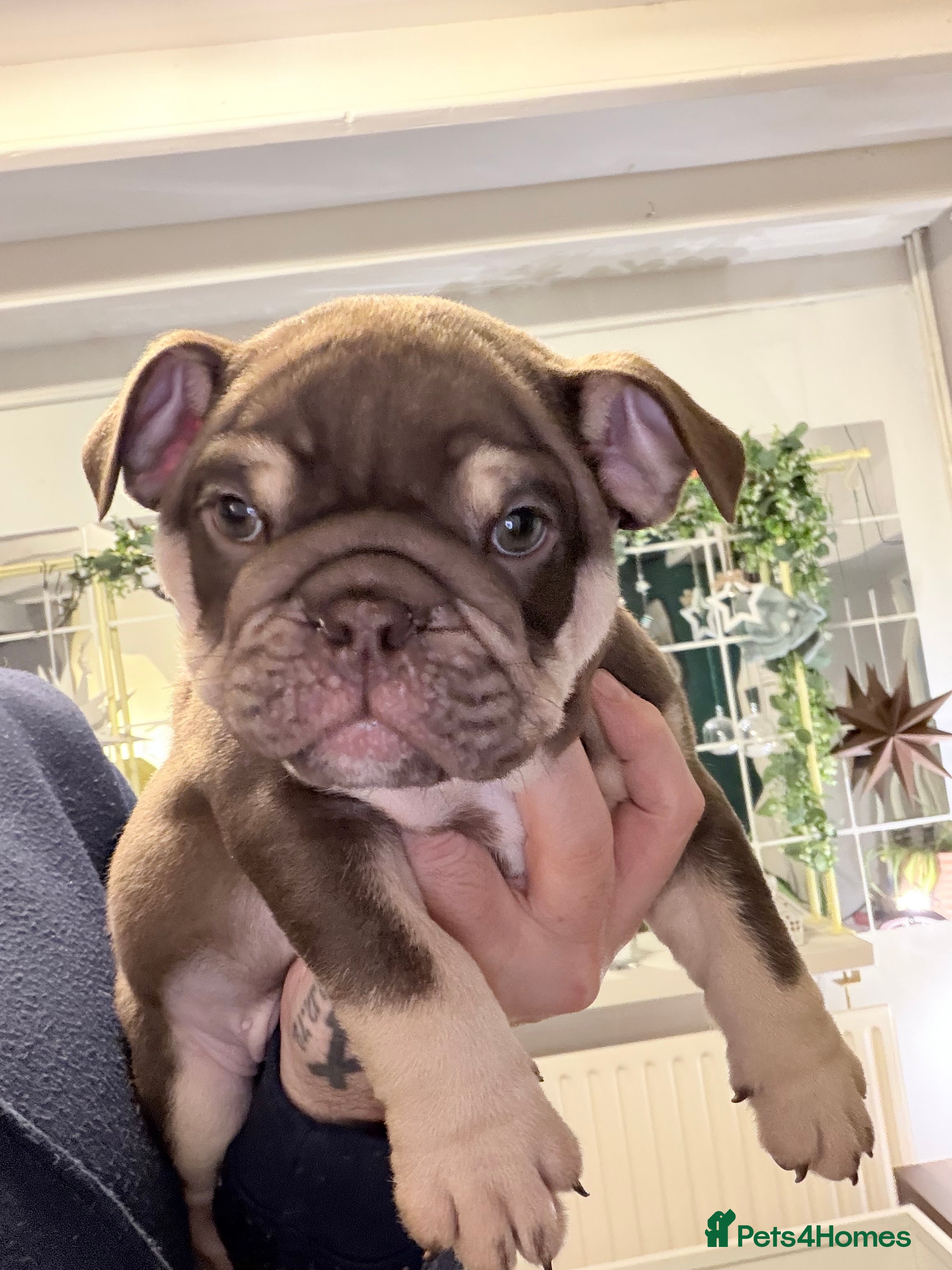 English Bulldog dogs 🏆 Elite KC English Bulldog Puppies – Swansea 🏆 - Advert 6