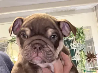 English Bulldog dogs 🏆 Elite KC English Bulldog Puppies – Swansea 🏆 - Advert 6