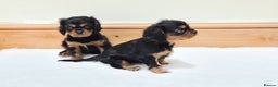 Cavalier King Charles Spaniel dogs for stud: Health Tested SOLID Black and Tan Stud PROVEN in Newport - Advert 5