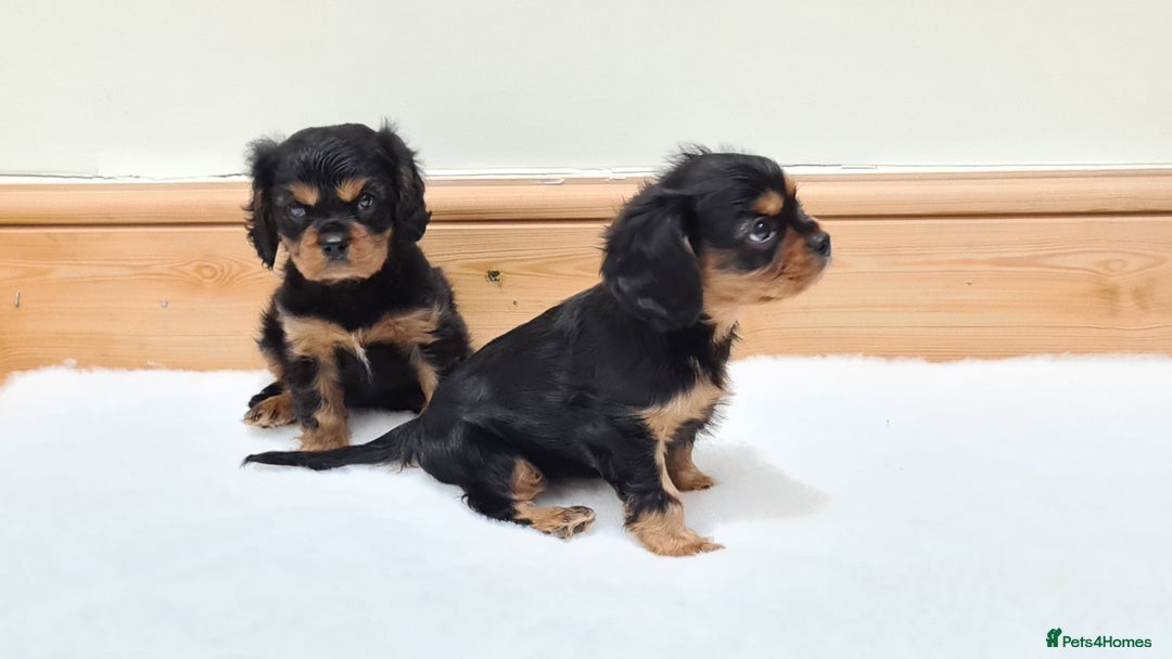Cavalier King Charles Spaniel dogs for stud: Health Tested SOLID Black and Tan Stud PROVEN in Newport - Advert 5