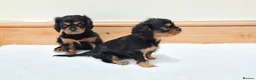 Cavalier King Charles Spaniel dogs for stud: Health Tested SOLID Black and Tan Stud PROVEN in Newport - Advert 5