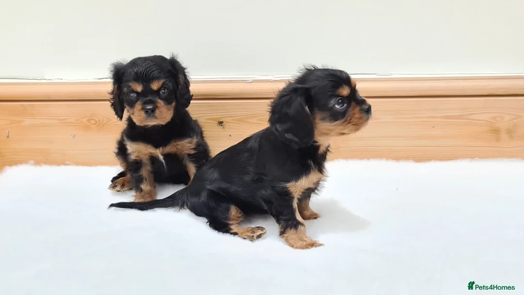 Cavalier King Charles Spaniel dogs for stud: Health Tested SOLID Black and Tan Stud PROVEN in Newport - Advert 5