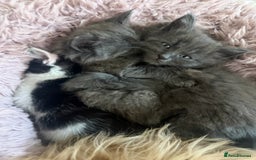 Mixed Breed cats for sale: Fluffy Turkish Angora mixed breed kittens  - Image 4