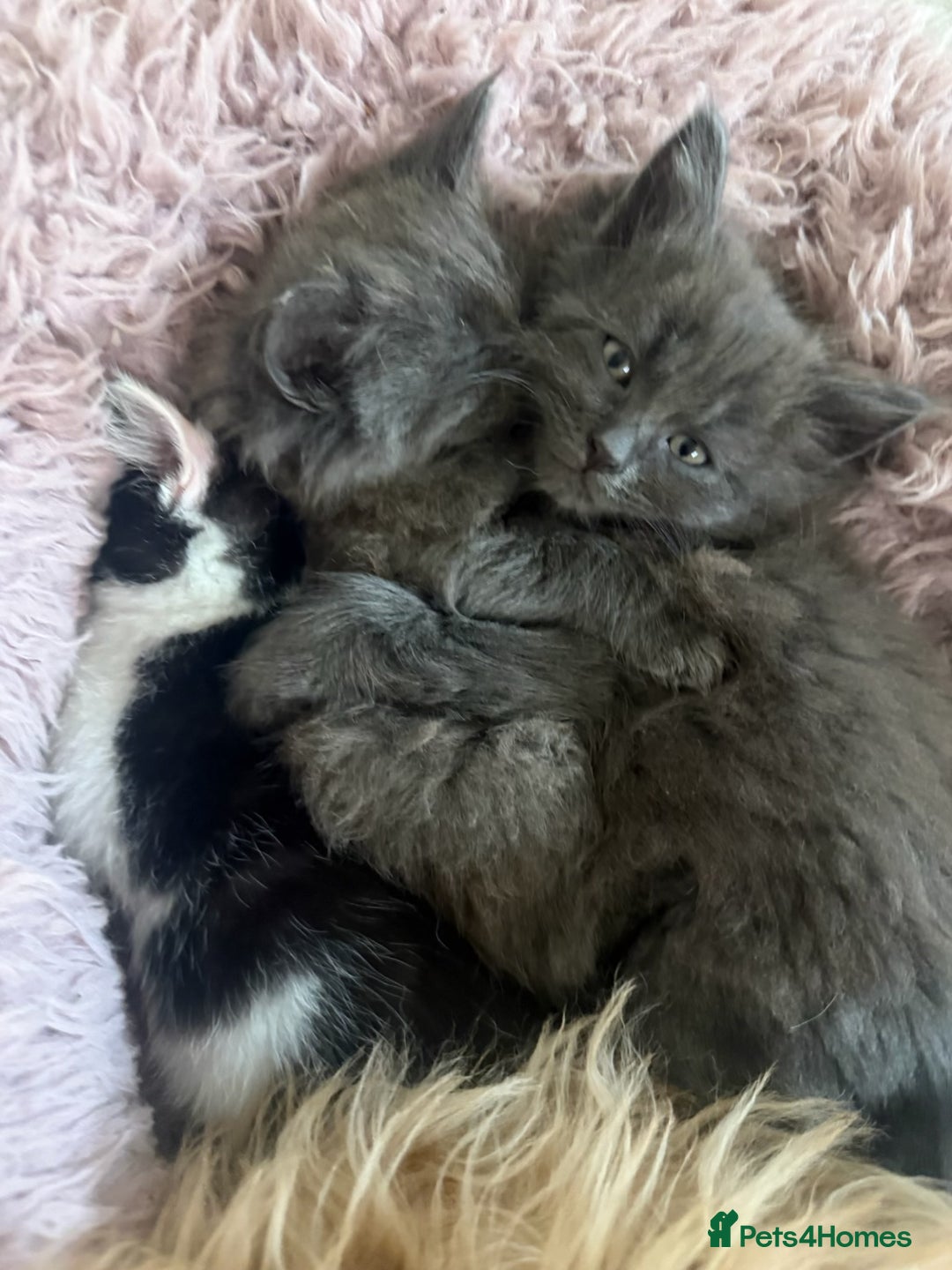 Mixed Breed cats for sale: Fluffy Turkish Angora mixed breed kittens  - Image 4