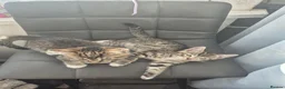 Mixed Breed cats for sale: Lovely kittens for good homes - Advert 8