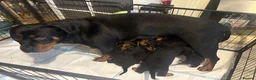 Rottweiler dogs for sale: Purebred Rottweiler Puppies ready to leave  - Advert 31