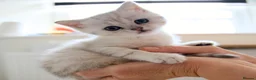 Scottish Fold cats for sale: Beautiful Scottish Fold Girl – £650 - Advert 1