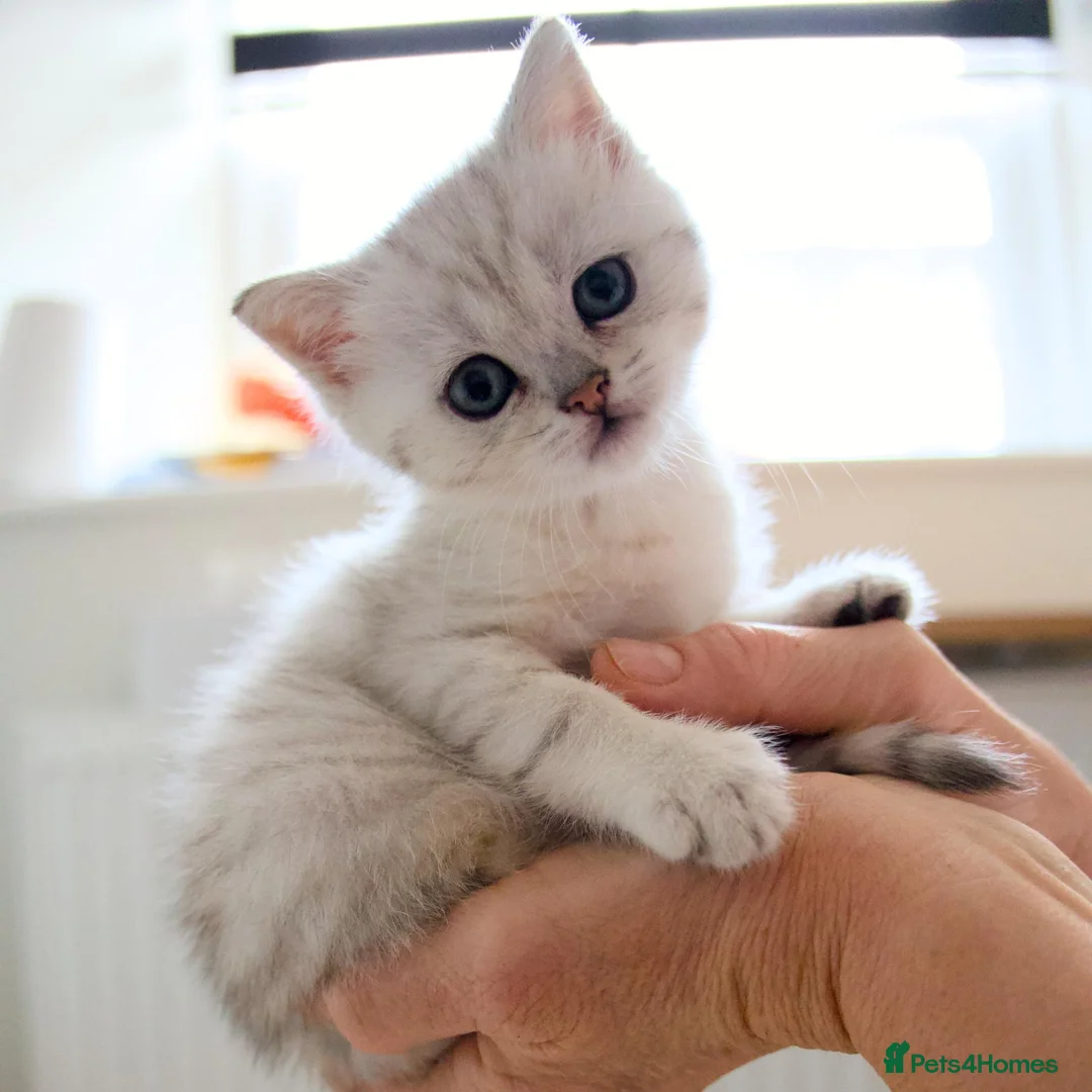 Scottish Fold cats for sale: Beautiful Scottish Fold Girl – £650 - Advert 1