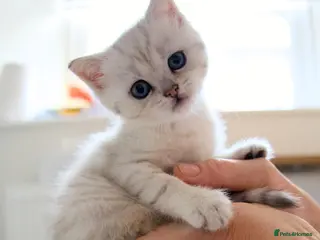 Scottish Fold cats Bella – Beautiful Scottish Fold Girl – £650 - Advert 1