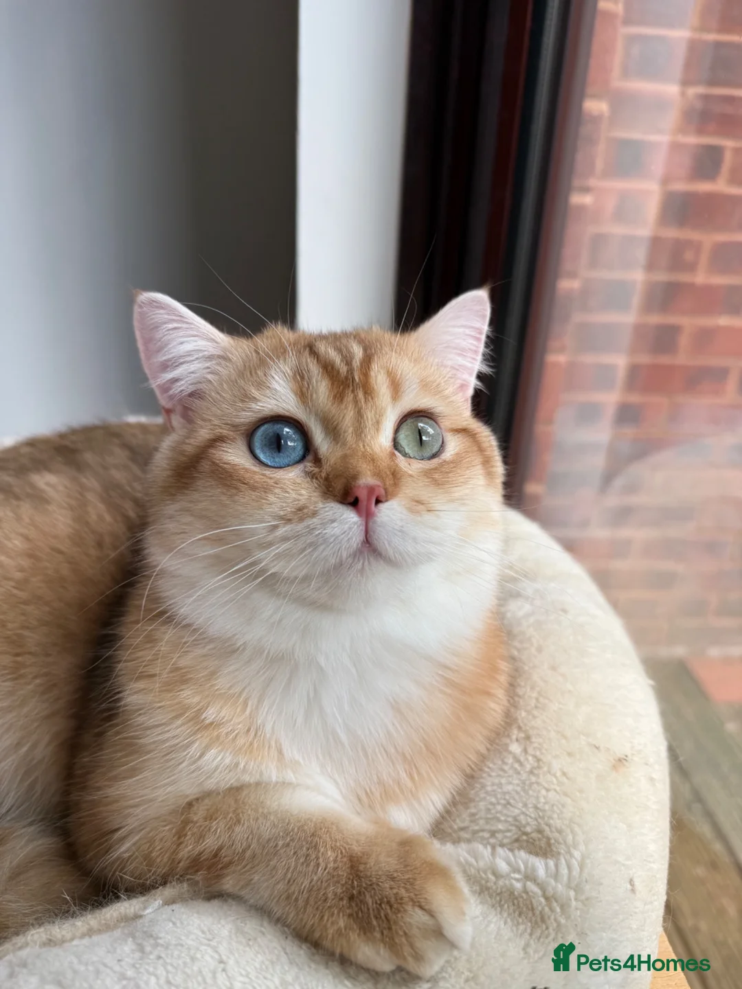 British Shorthair cats for sale: GCCF reg BSH Lilac, Blue, Chocolate Golden Kittens - Advert 27