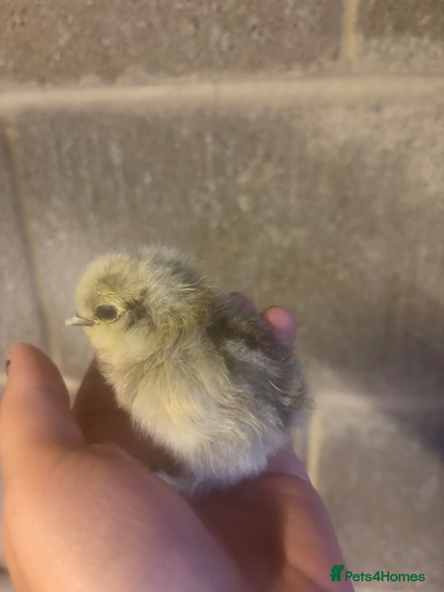 Chickens poultry Silkie chicks uk / USA  - Advert 1