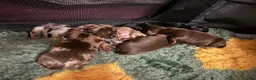 Miniature Dachshund dogs for sale: Gorgeous Long Haired Miniature Dachshund Puppies - Advert 1