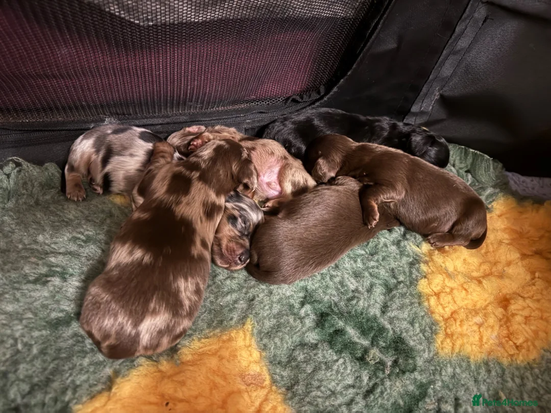 Miniature Dachshund dogs for sale: Gorgeous Long Haired Miniature Dachshund Puppies - Advert 1