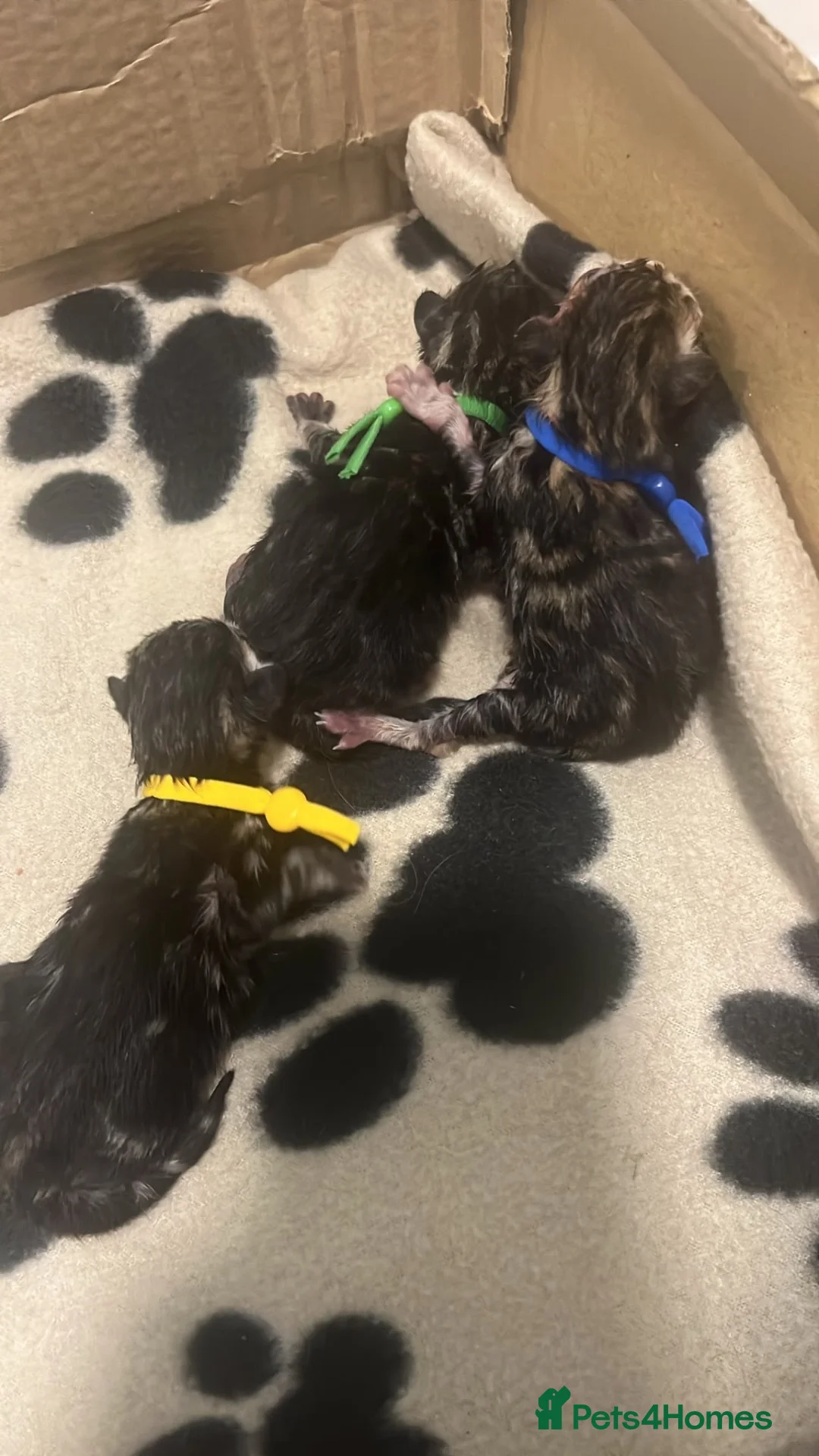Domestic Shorthair cats for adoption: 5 tabby rescue kittens - reservation list open - Advert 2