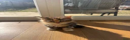 Maine Coon cats for sale: Beautiful Maine Coon Kittens – Born 19 June 2026 - Advert 11