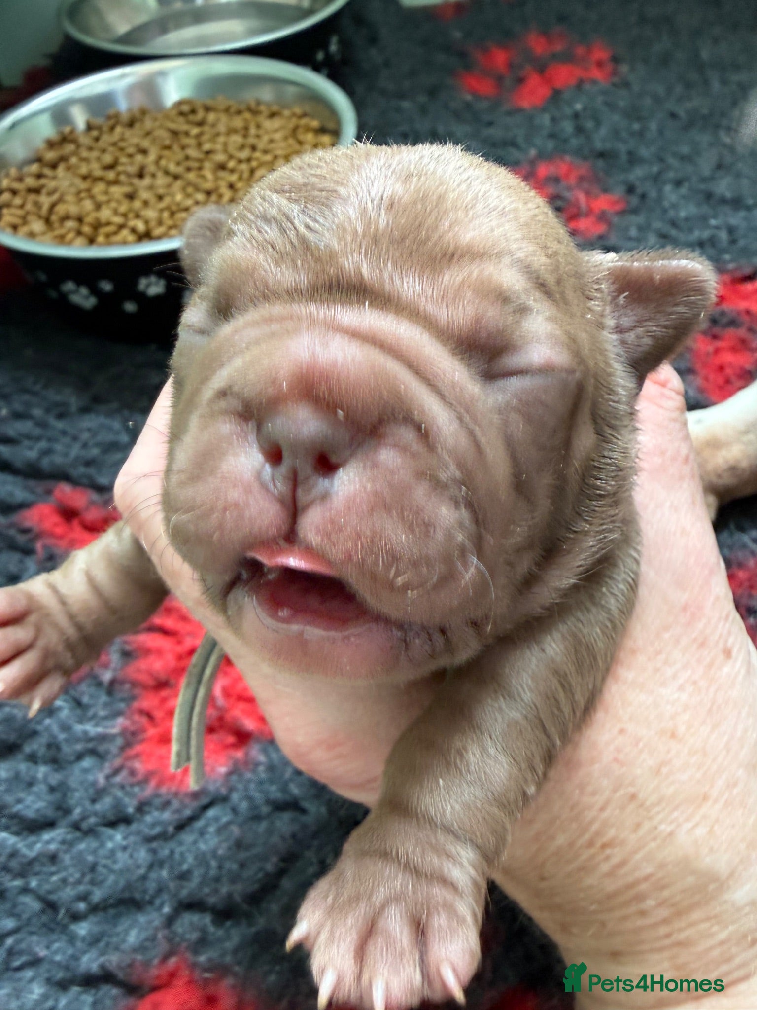 French Bulldog dogs 🐾Amazing French Bulldog Puppies🐾 - Advert 3