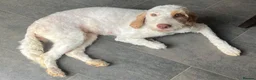 Cockapoo dogs for sale: Absolutely beautiful girl - Advert 8