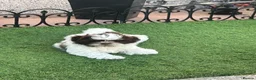 Shih Tzu dogs for sale: Molly Moo Moo - Advert 10