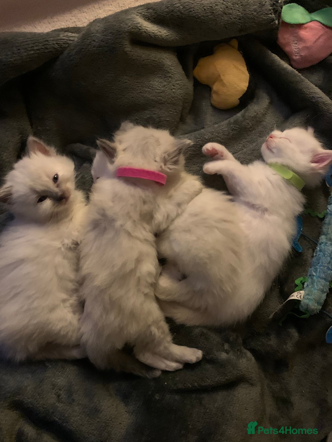Ragdoll cats for sale: 4 Ragdoll kittens  - Advert 12