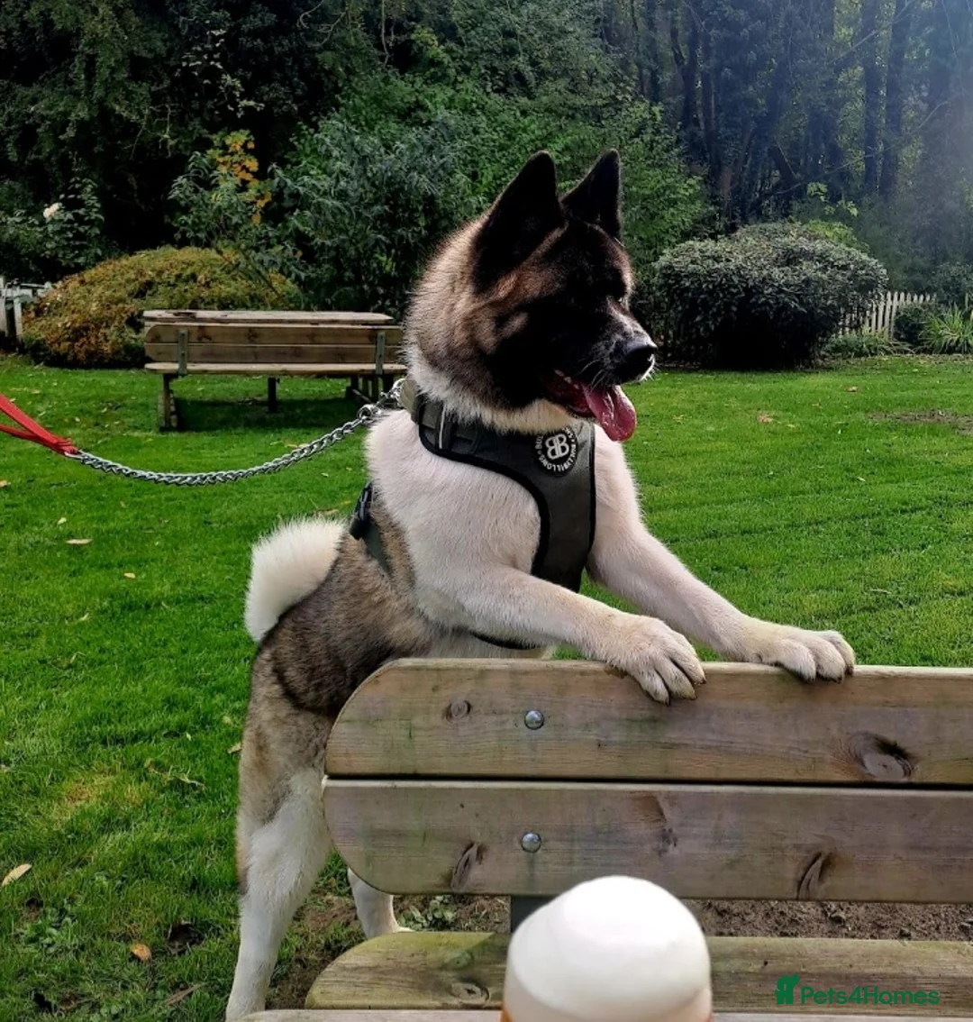 Akita dogs for sale: Rehoming Our Beautiful Biscuit - Advert 3