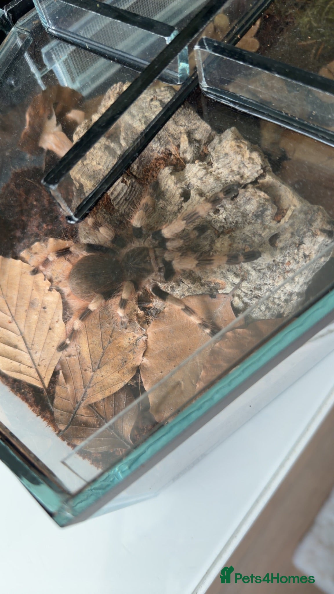 Tarantulas invertebrates Brazilian black and white  - Advert 1