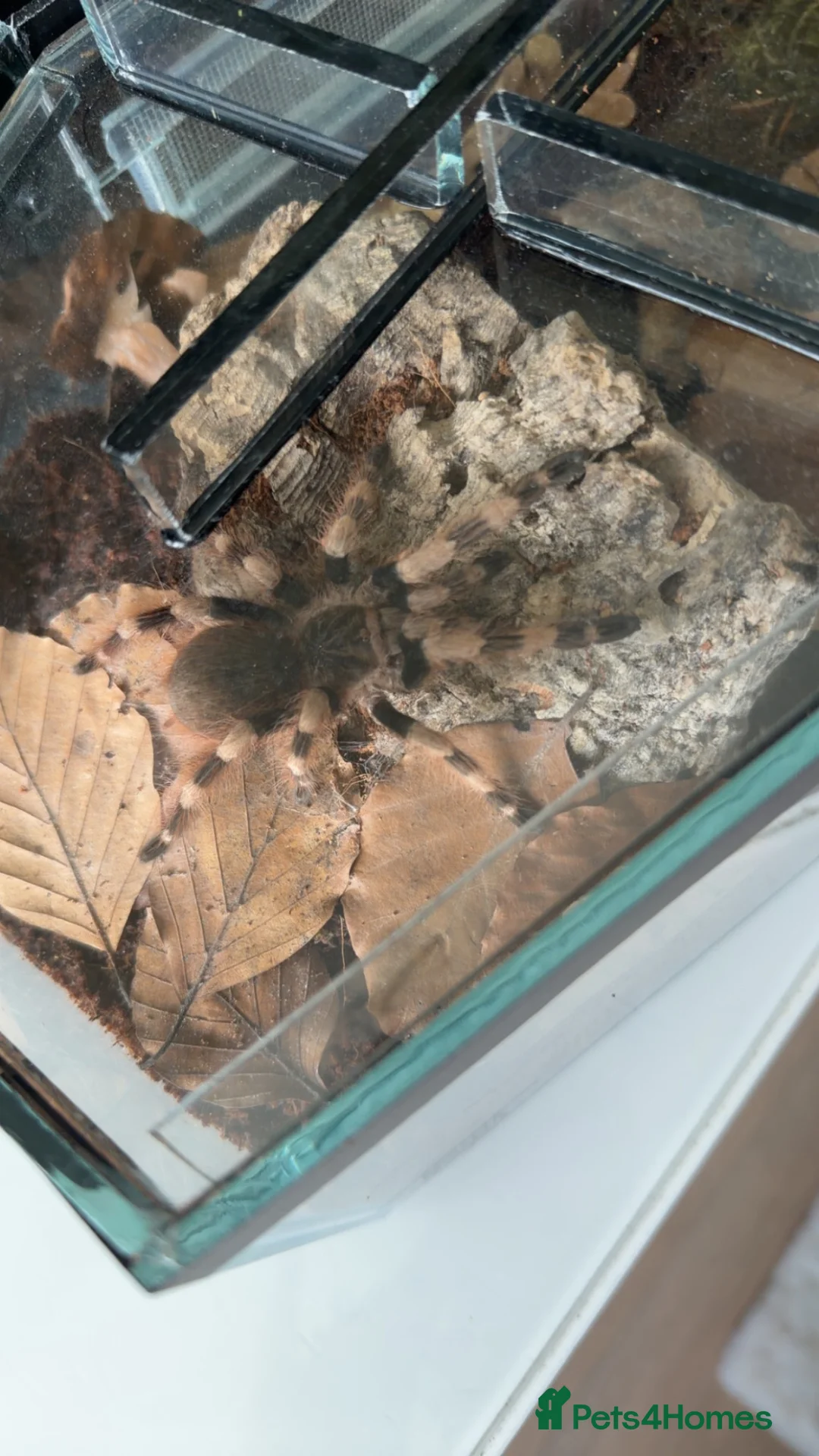 Tarantulas invertebrates for sale: Brazilian black and white  - Advert 1