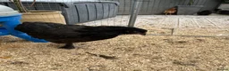 Chickens poultry for sale: Polish Pullets, and cross pullets - Advert 20