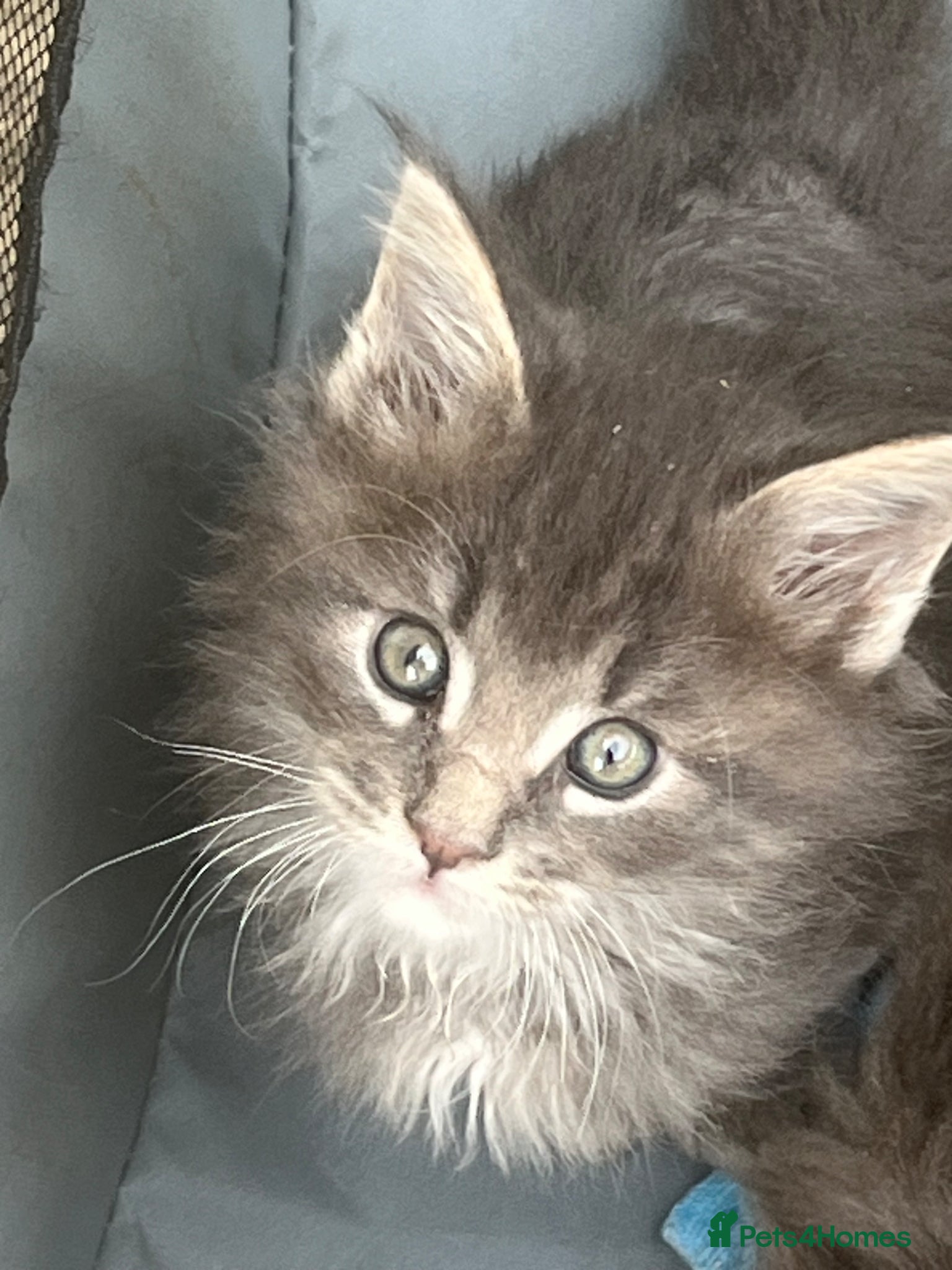 Maine Coon cats Pure breed Maine Coon silver kitten - Advert 2