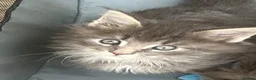 Maine Coon cats for sale: Pure breed Maine Coon silver kitten - Advert 1