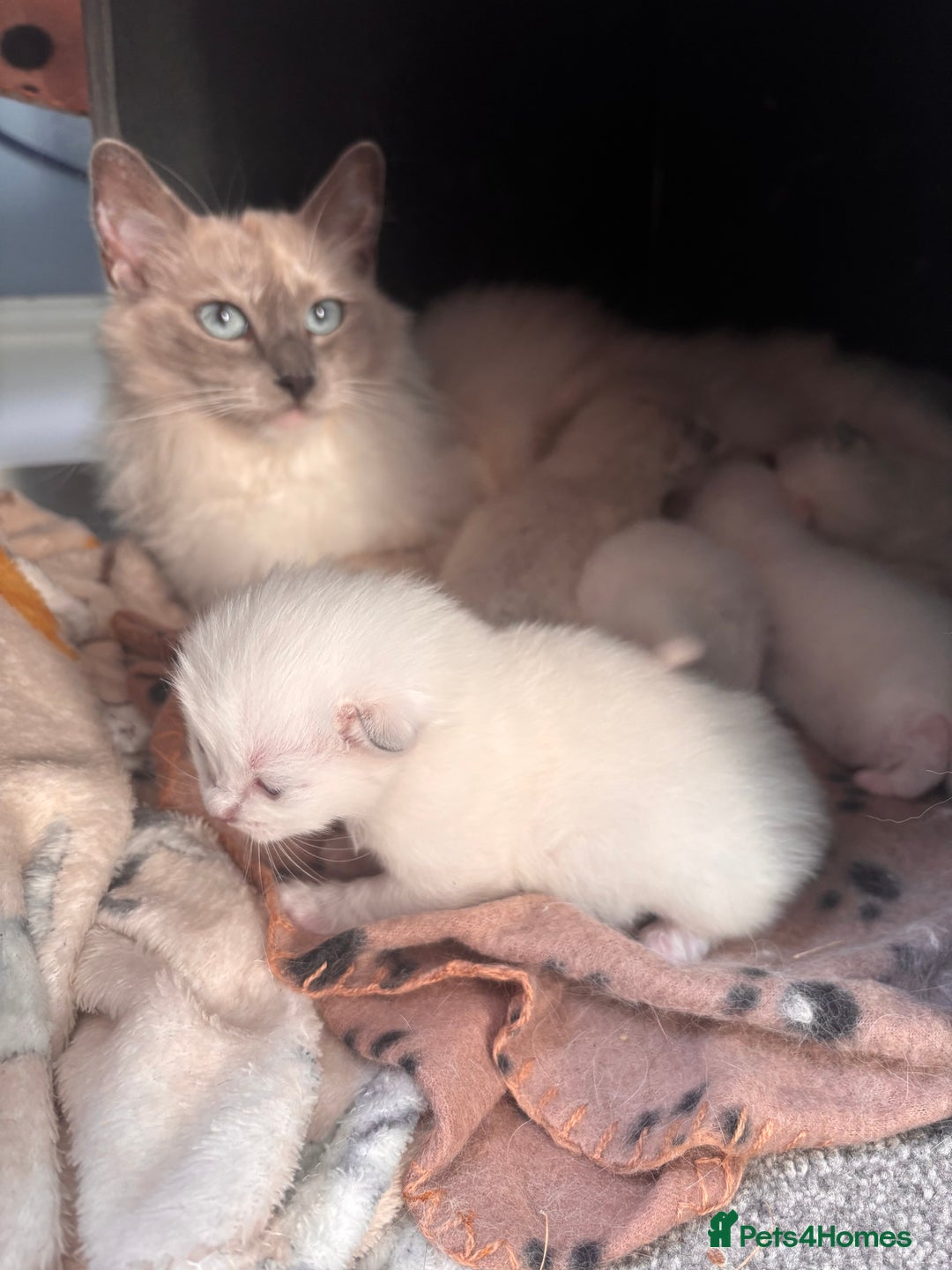 Ragdoll cats for sale: Ragdoll Kittens  - Image 5
