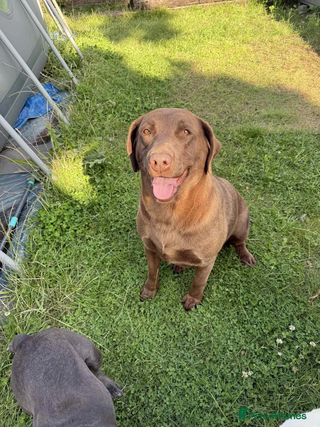 Labrador Retriever dogs for sale: Choc Labrador retriever. Health tested and kc reg  - Advert 1