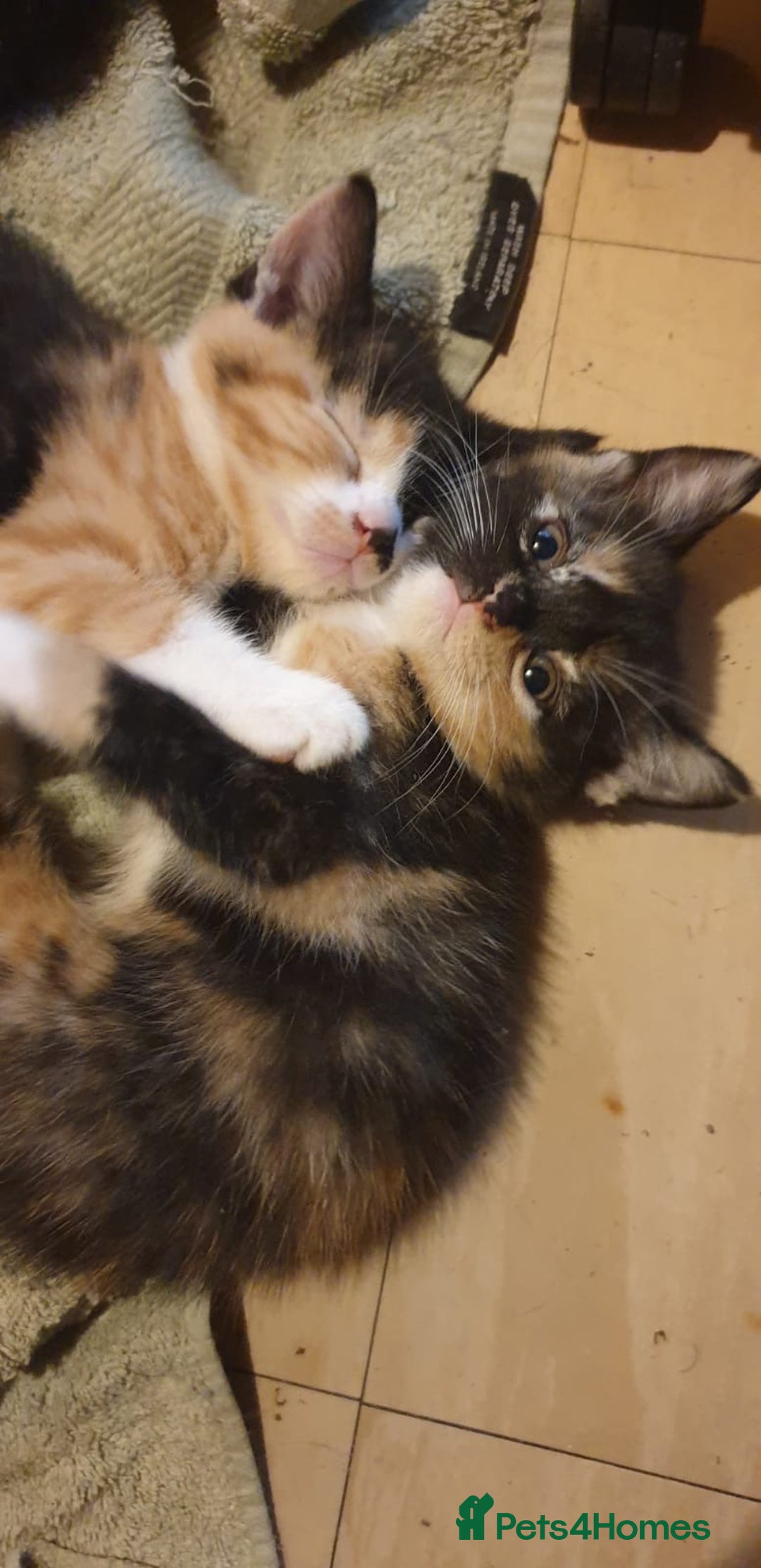 Mixed Breed cats for sale: Kittens for loving home  - Image 6