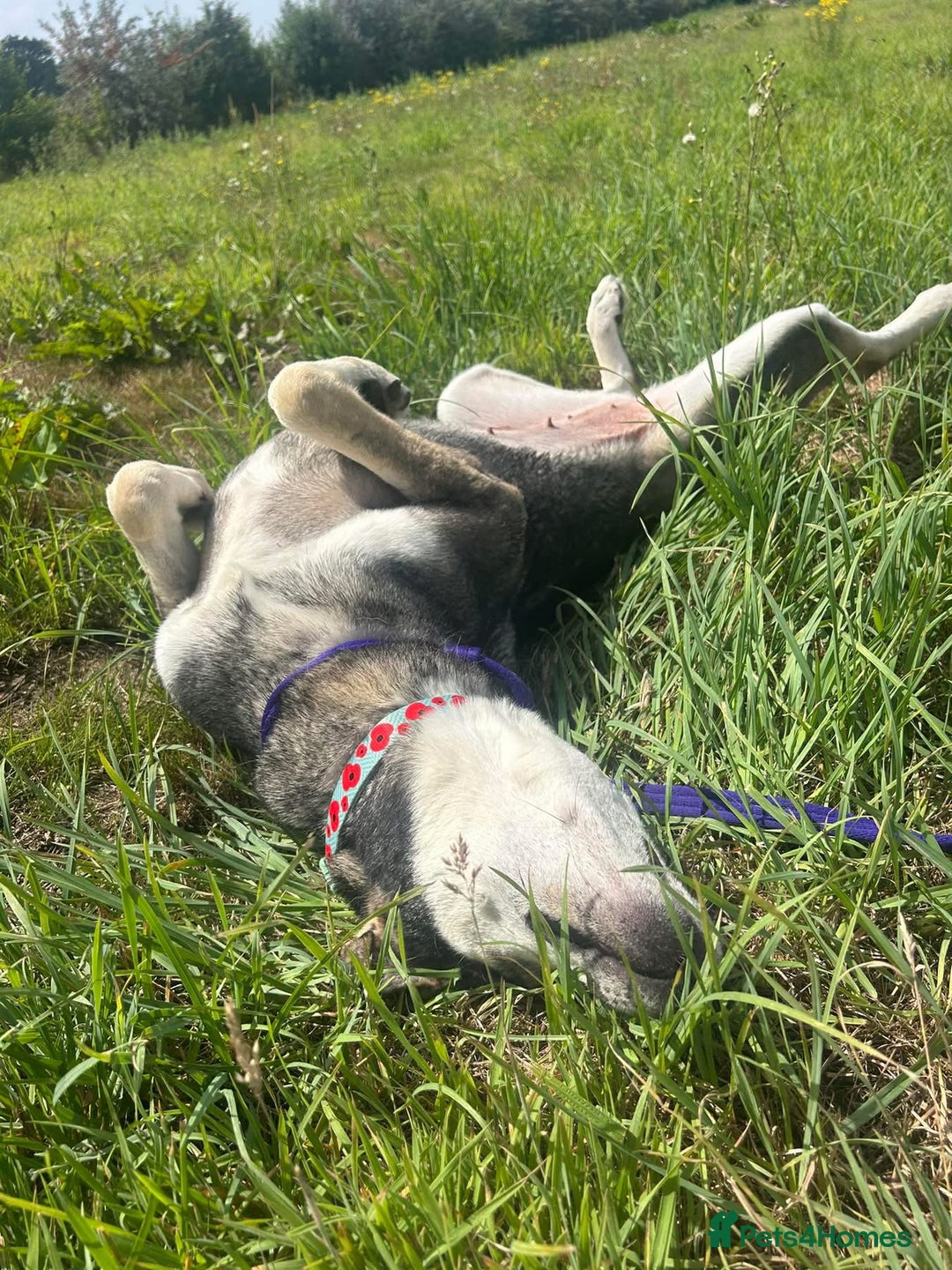 Mixed Breed dogs for adoption: Shirley - Norwich Norfolk  - Image 13