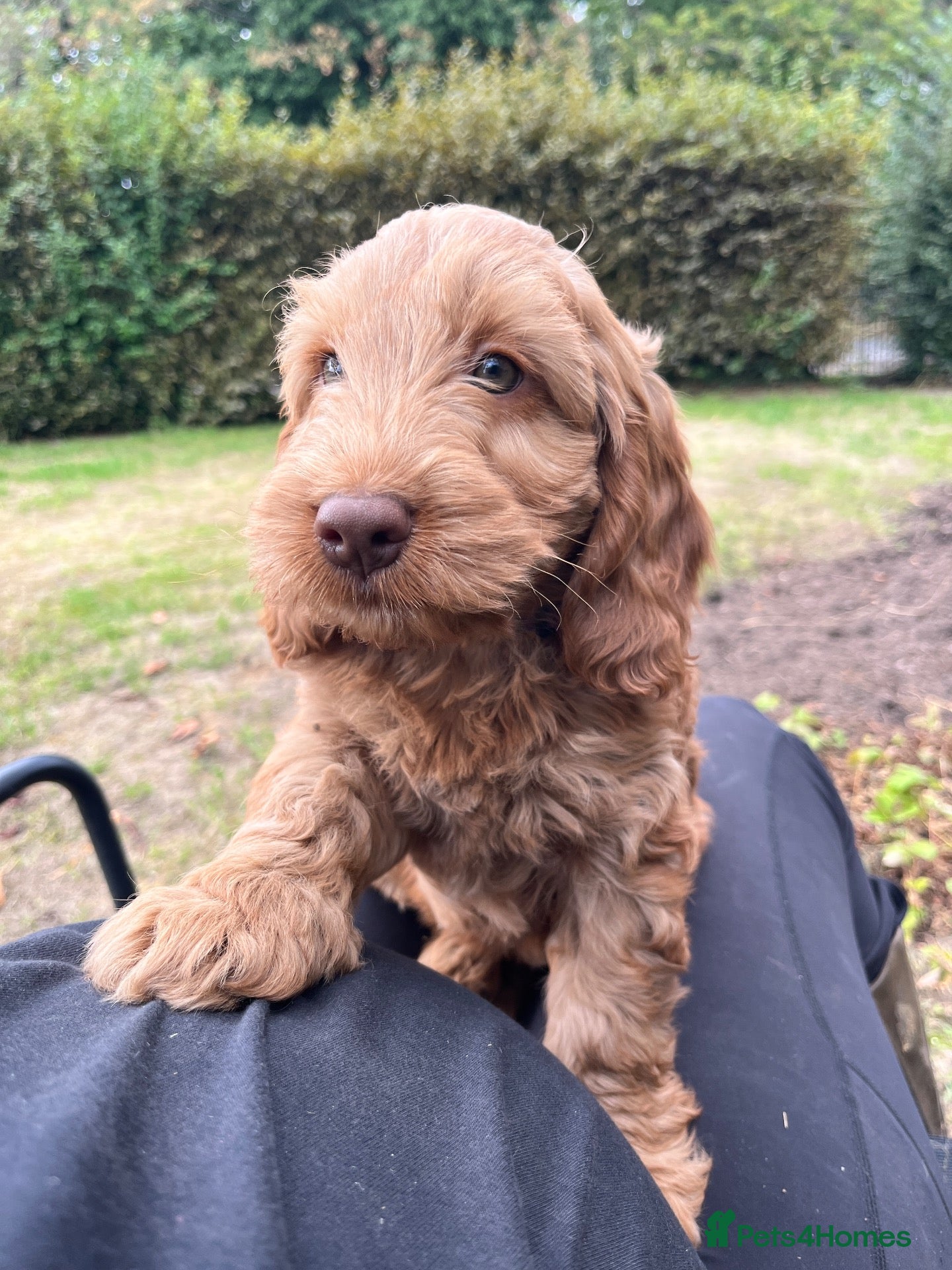 Cockapoo dogs 🌟Red/ Apricot Show-type Cockapoos🌟 - Advert 1
